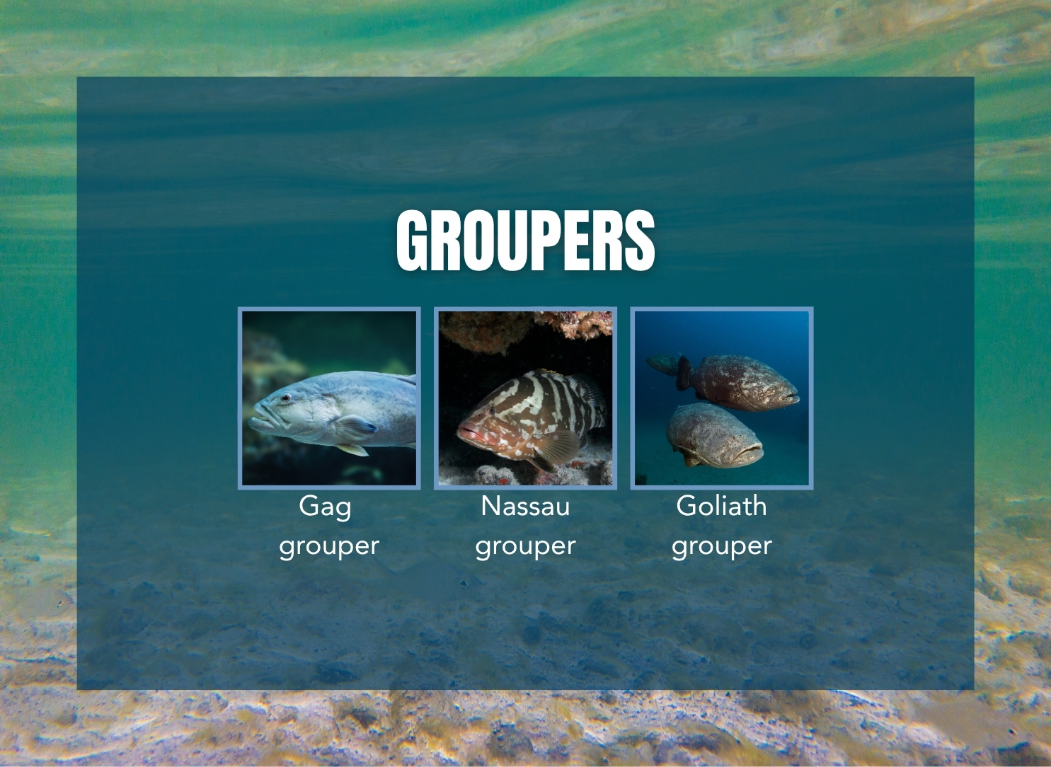Graphic depicting various species of grouper that spend their early lives inshore.