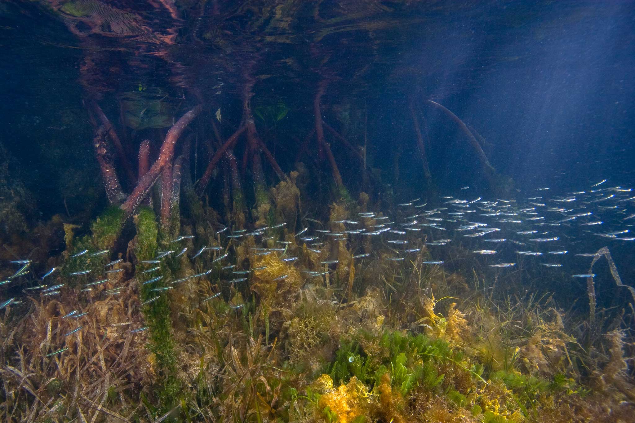 Prop Roots of Red Mangrove,Rhizophora mangle, underwater serving as a host for algae, sponges and other marine life.