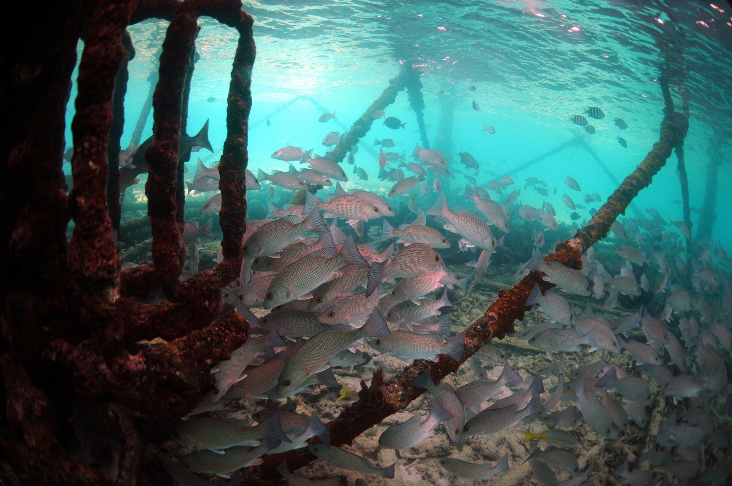 A school of magrove snapper.