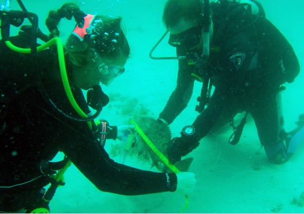 Scuba divers measuring a fish underwater for research purposes.