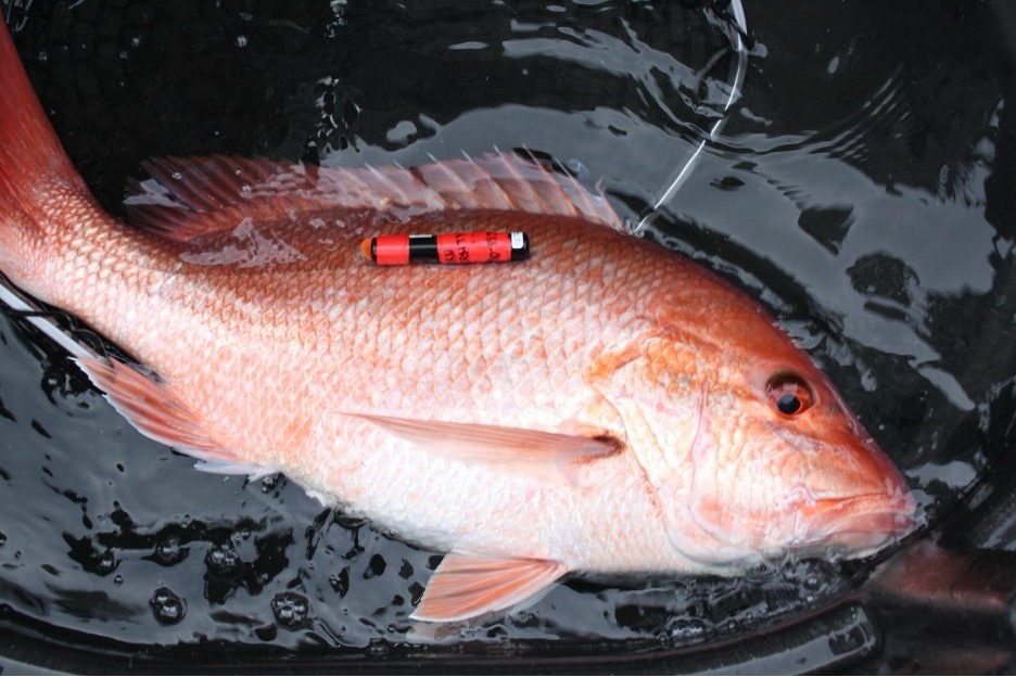Photo of a Red snapper being released with an acoustic tag attached to its body.