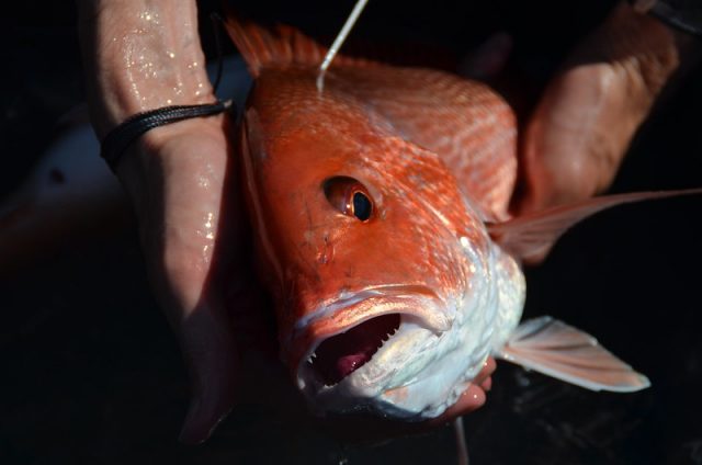 Red snapper with spaghetti tag.