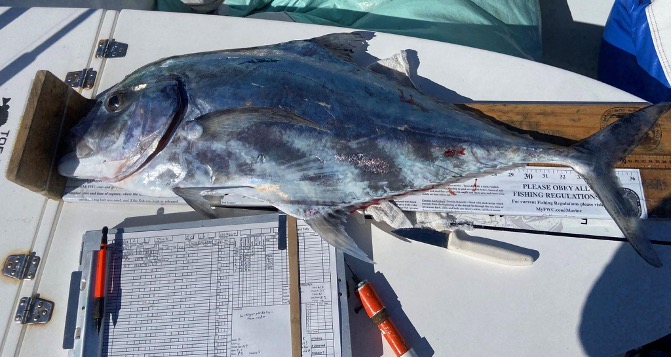 A fish being measured on a boat.