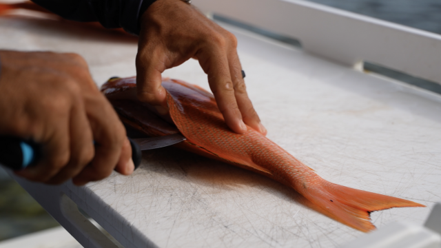 Knife being slid along the backbone of a yelloweye snapper.